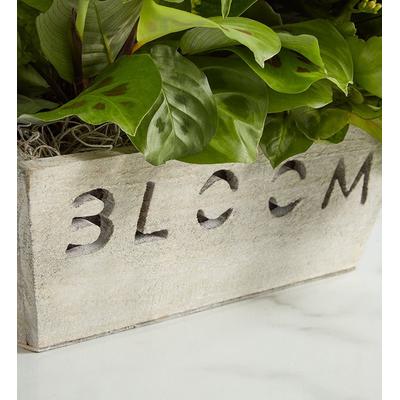 1-800-Flowers Plant Delivery Bloom Dish Garden