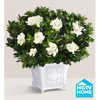 1-800-Flowers Plant Delivery Grand Gardenia Medium Plant