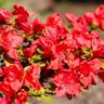 Azalée japonaise Fête des Mères (azalea japonica)