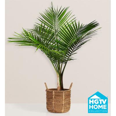 1-800-Flowers Plant Delivery Majesty Palm Floor Plant Large