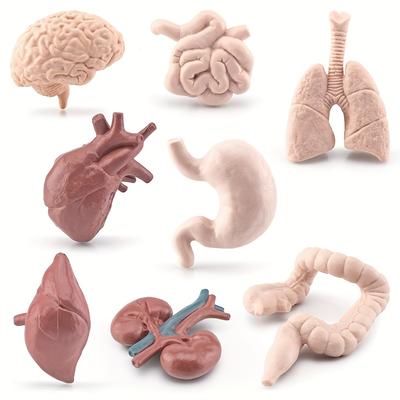 TEMU 8pcs Set, Pvc Models, Educational , Display For , , Lungs, , Stomach, , Small , Kidneys, For Painting, Crafts, Sewing