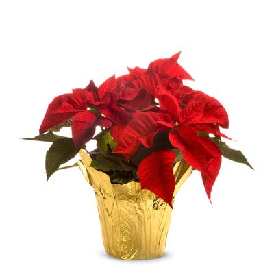 Flowers - Christmas Poinsettia