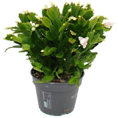 Großer Weihnachtskaktus - Schlumbergera - xxl - 17cm Topf - ca. 25-35cm hoch - weisse Blüten