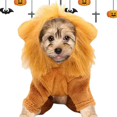 Pet+Costumes