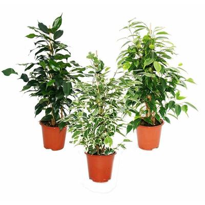 Ficus benjamini - 3er Set - Danielle - Anastasia - Twighlight 12cm Topf