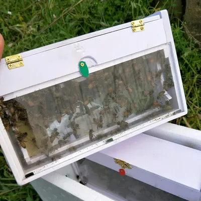 X2 Charliebeekeeping Neue Transparent Beobachten Paarung Nuc Mini Paarung Box Nuc Beehive Image