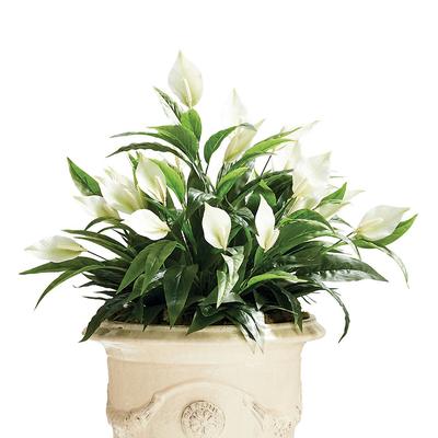 Indoor/Outdoor Peace Lily Plant - Frontgate