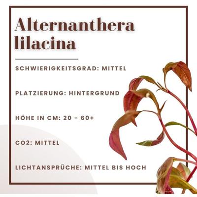 Aquarium Pflanze 3 Stück Alternanthera lilacina Topf Nr.323L