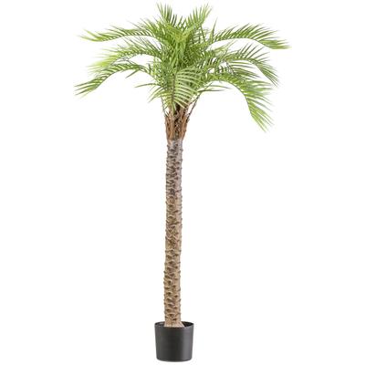 Kunstpalme CREATIV GREEN "Macauba Palme", grün, H:175cm, Kunststoff, Kunstpflanzen, mit hohem Stamm Image