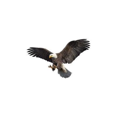 Stück Adler-Autoaufkleber, wasserdichter Motorhaubenaufkleber, fliegender Adler, Image