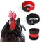 2Pcs Fashion Anti-Hook Noise Free Neckband Chicken Collar Duck Goose Neckband Pet Supplies Pets Dog