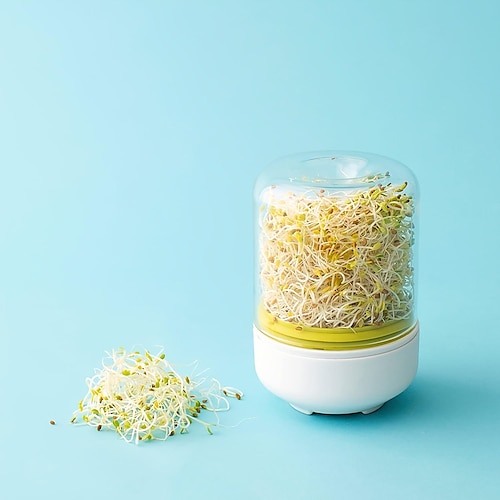 Arbeitsplattensprossen-Anbaukit, hausgemachte frische Sojasprossen, Sojasprossen, die Arbeitsplatten-Sojasprossen herstellen Image