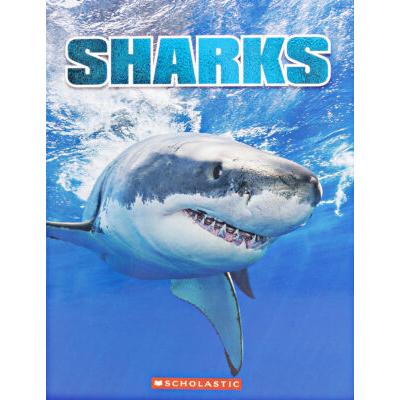 Ultimate Shark Teeth Collection Kit