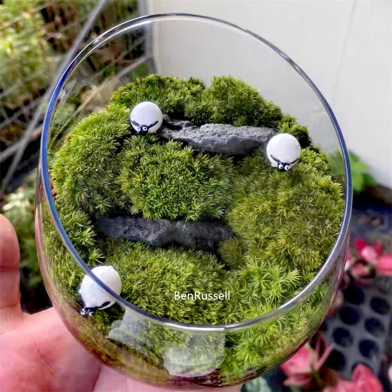 Mikro landschaft abgeschrägte Glasvase frische grüne saftige Moos flasche Glas Terrarium Bonsai Home Desktop Dekor Image