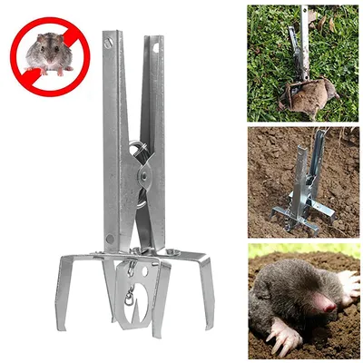 Pest+Control