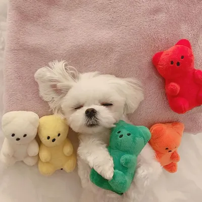 Small+Pet+Supplies