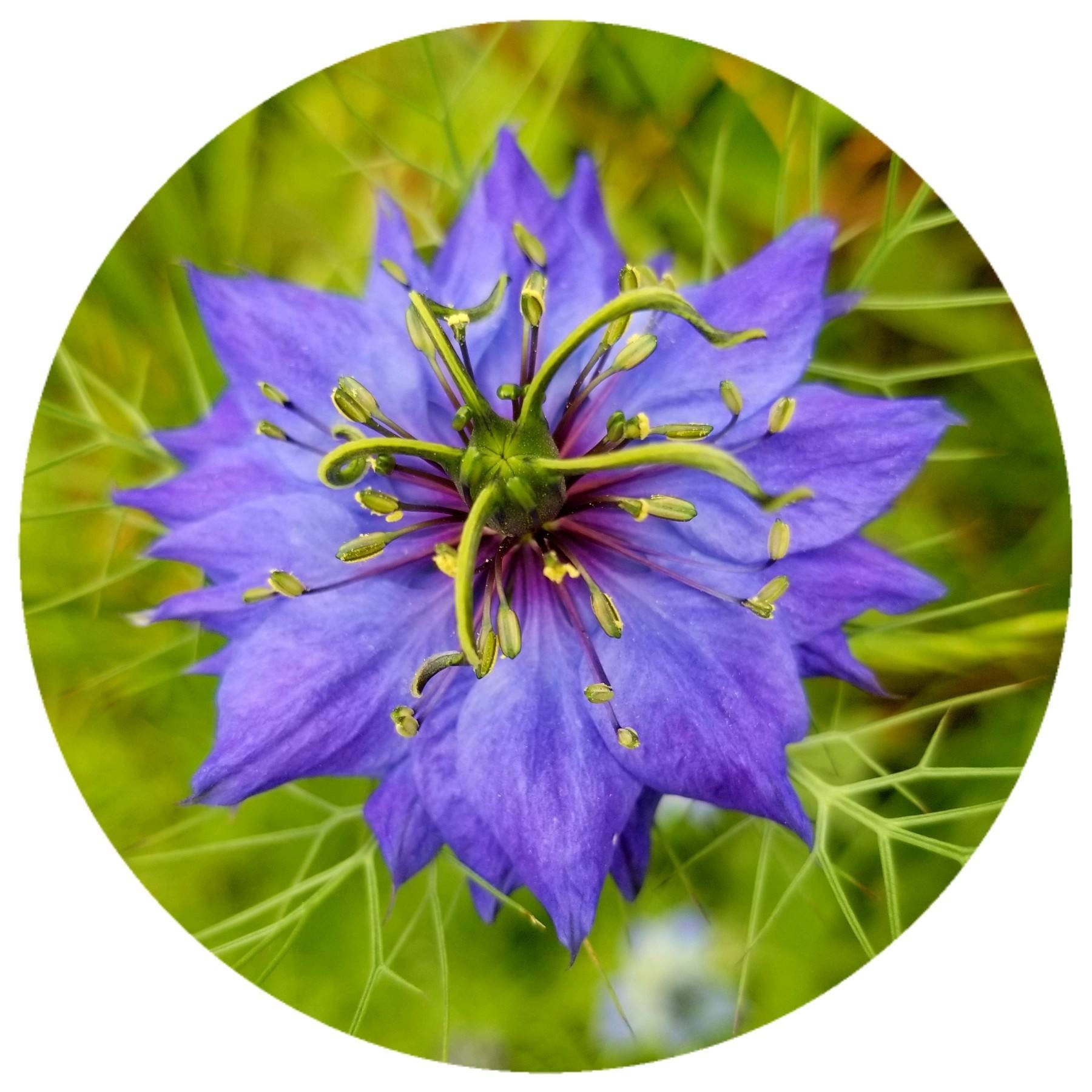 Olio di semi neri biologico Nigella sativa Estratto di CO2 Olio essenziale di semi di cumino nero Nigella kalonji Qualità alimentare pura