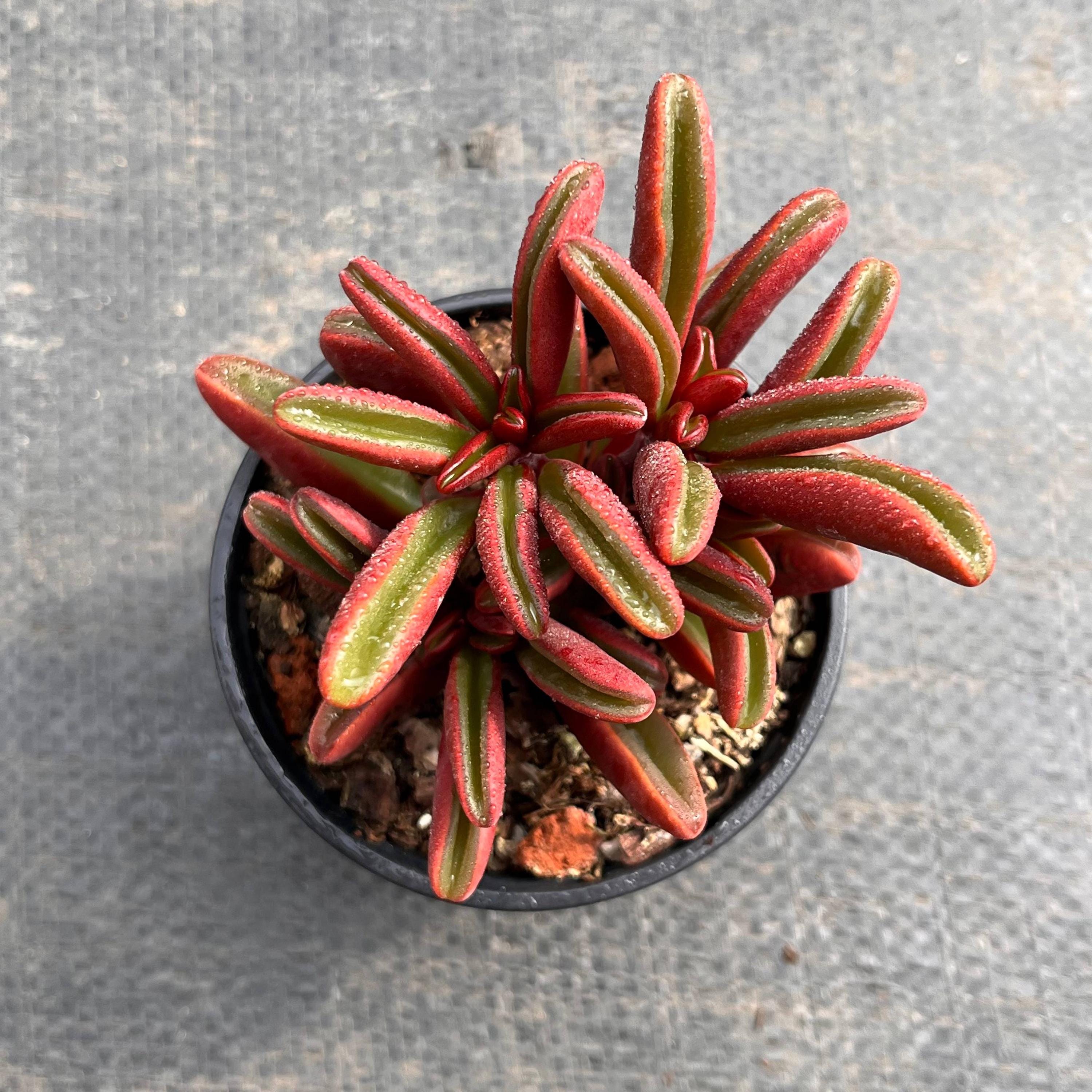 Piante grasse vive - Piante grasse rare - Piante grasse multitesta - Peperomia graveolens