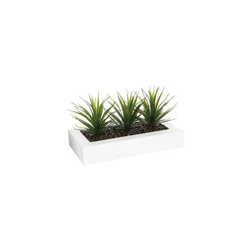 WellHome - Dekorativer Tafelaufsatz mit 3 Aloe Vera Pflanzen 17cm