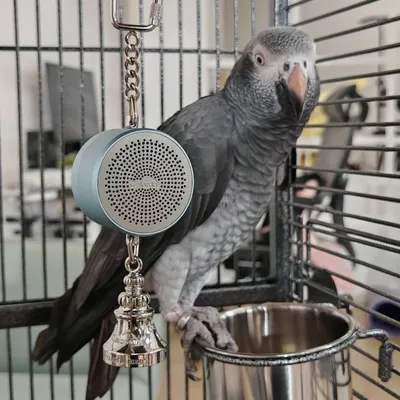 Parrot Toys to Teaching Training Bird Talking Coach Interactive Recording Playback Retell Electronic