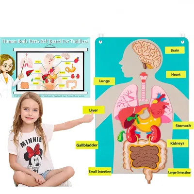 Human Body Educational Learning Board Body Parts Learning Wall Chart for Toddlers Felt Preschool