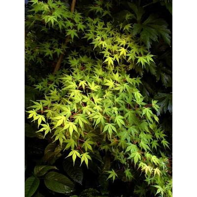 Grünblättriger Japanischer Fächerahorn elegant 60-80cm