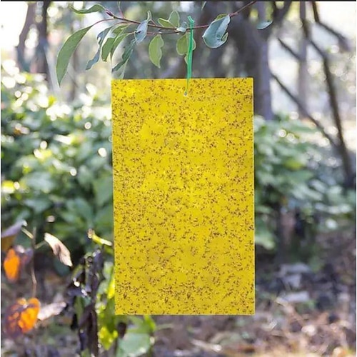 20pcs trappola per mosche della frutta bordo appiccicoso bordo serra bordo giallo doppia faccia piccola trappola per mosche nere bordo trappola giallo e blu famiglia agricola tripidi 20 15 cm
