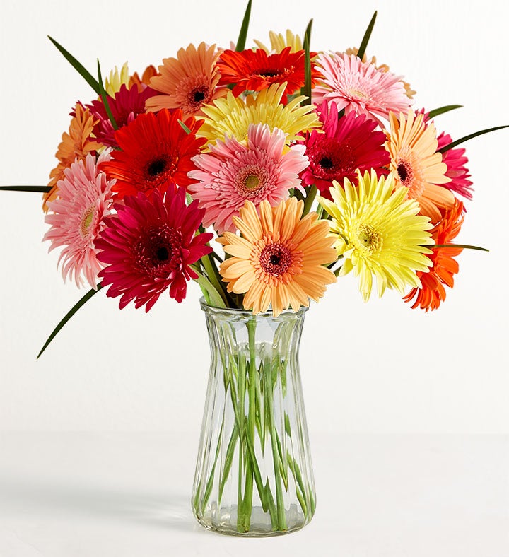 1-800-Flowers Flower Delivery Happy Gerbera Daisies 24 Stems W/ Clear Vase