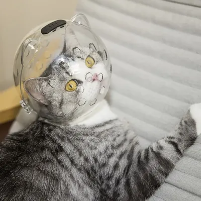 Cat+Supplies