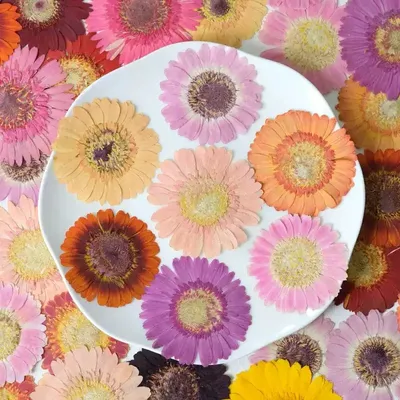 Pressed Gerbera Flower Coasters DIY Kit Heat-Resistant Epoxy Resin Mold & Botanical Bundle