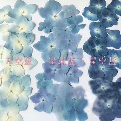 Flowers+Plants