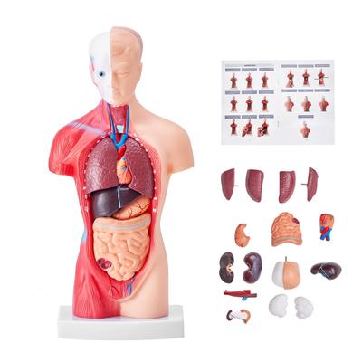 Human Models Set 3D Model Study Tools Teaching Models for Physiology Students or as Educational Kit for Kids