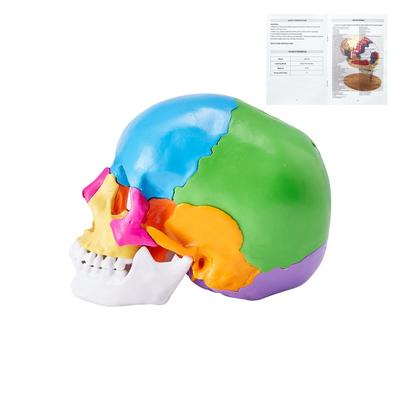 Human Models Set 3D Model Study Tools Teaching Models for Physiology Students or as Educational Kit for Kids