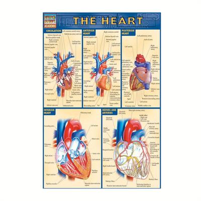 TEMU 1pc Educational Anatomy Poster, 12x18inch Textile Canvas Wall Art, Medical Chart For Classroom, , , Hospital, Room Decor Image