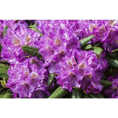 Yaku-Rhododendron 'Bohlken´s Lupinenberg'® Rhododendron yak.'Bohlken's Lupinenbg.'-R- C 7,5 40- 50 Image