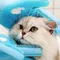 Pet Grooming Reinigungshandschuhe Hund Katze Badehandschuh Indirektes Shampoo Gel Scrubber Sauberer weicher Silikonhandschuh Handhautschutz