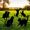 Panneau de jardin avec Silhouette de chat, 1 pièce, avec piquets, décoration de jardin à insérer au