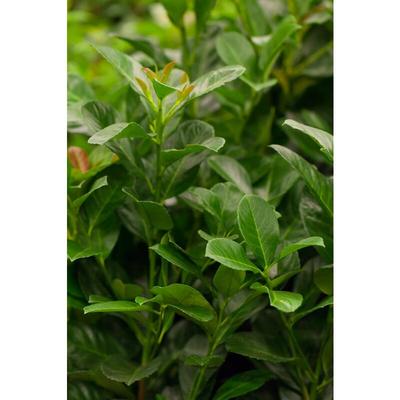 Lorbeerkirsche 'Etna'® Prunus laurocerasus 'Etna' -r- 3L 40- 60 Image
