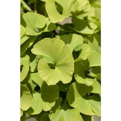 Pflanzen-für-dich.de - Fächerblattbaum 'Mariken' Ginkgo biloba 'Mariken' 3 l 40- 60 Image