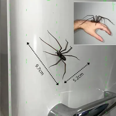 Creative Spider Fridge Magnets Decor For Refrigerators Fun Novelty Magnetic Fridge Accessories Spider magnet home decor items