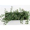 Sonstige - Cotoneaster dammeri radicans p 0,5 20- 30