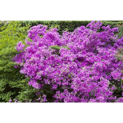 Pflanzen-für-dich.de - Japanische Azalee 'Purpurtraum' Rhododendron obt.'Purpurtraum' C2 20- 25 Image