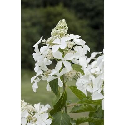 Rispenhortensie 'Skyfall' Hydrangea paniculata 'Skyfall ' C5 40- 60 Image