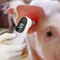 Dog Ear Thermometers Pet Supplies For Dog Accurate Fever Detection Device For Pet Pet Supplies