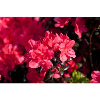 Pflanzen-für-dich.de - Japanische Azalee 'Maruschka'® Rhododendron obt.'Maruschka' -r- c 2 15- 20 Image