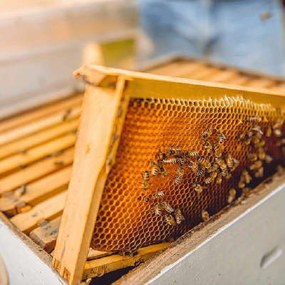 TEMU Keenso 30pcs Beekeeping Nest Box Foundation Beeswax Honeycomb Sheets Beekeeper Tools Image