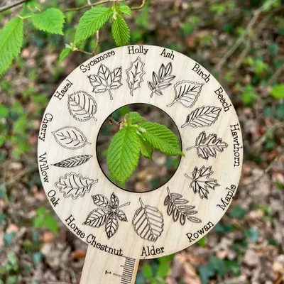 Blatt-Identifikationstablett aus Holz für den Außenbereich, kreatives botanisches Wissenschaftsset für Natur, Studium, Wald, Schule, Herbstdekoration und Blatt-Ar Image