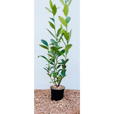 Pflanzen-für-dich.de - Prunus laurocerasus 'Caucasica' c 60- 80 Image