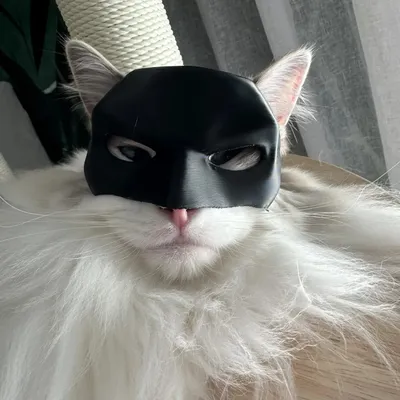 TONG Katze Fledermaus Cool Man Maske Katze Avenger Maske Matt Niedliche Fledermausmaske Superhelden Image