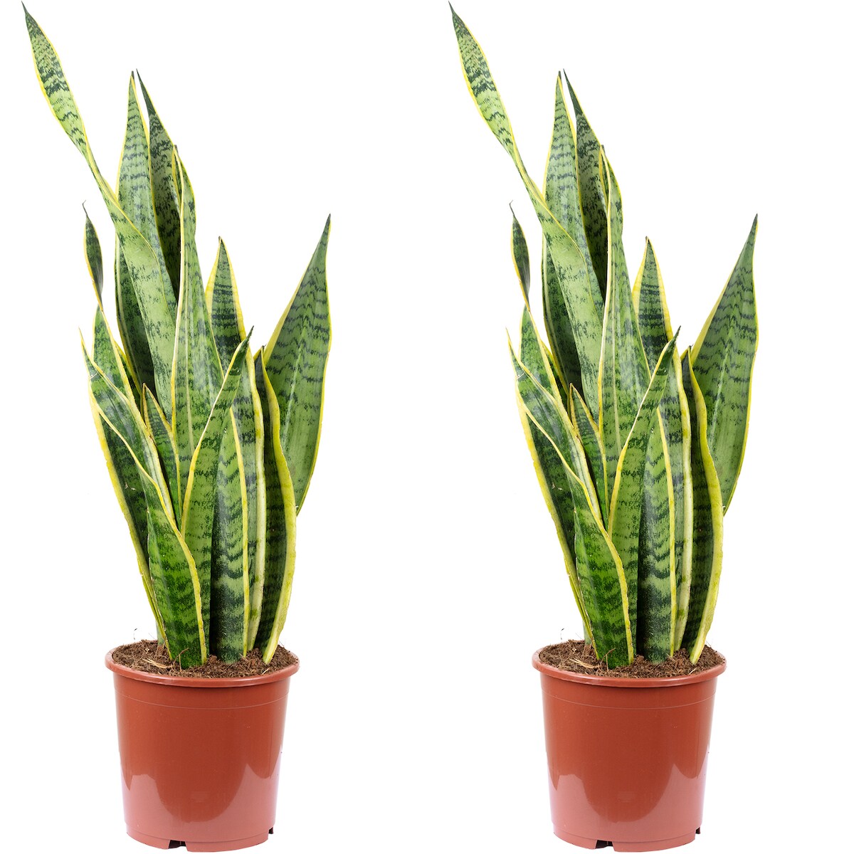 Flowerbox 2er-Set Bogenhanf - Sansevieria trifasciata 'Laurentii' - Höhe ca. 65 cm, Topf-⌀ 17 cm Image